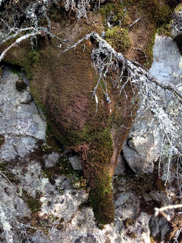 Mylia taylorii
